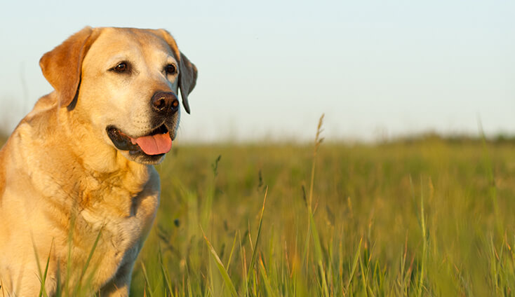 The impact of mycotoxins on pets - Alltech