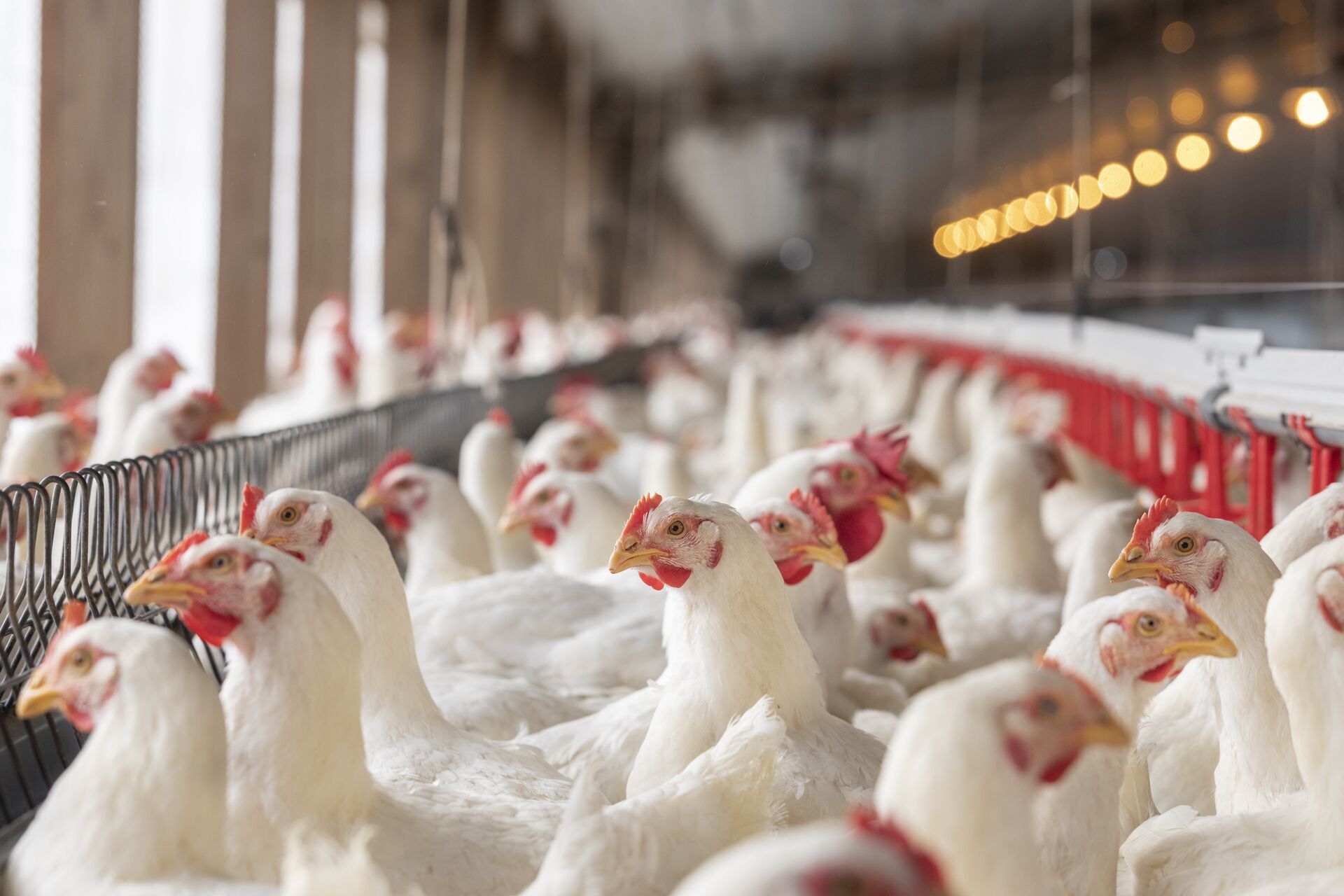 Enhancing broiler productivity and environmental sustainability - Alltech